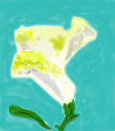 picture of flower