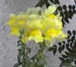 picture of flower