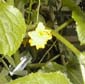 picture of flower