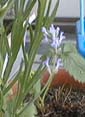 picture of flower