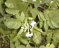 picture of flower