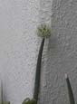 picture of flower