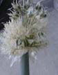 picture of flower