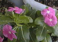 picture of flower