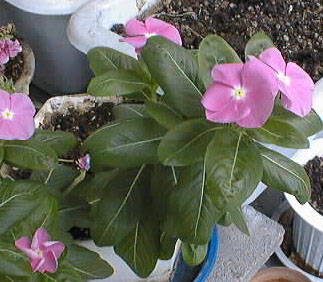 picture of flower
