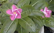picture of flower