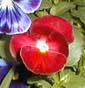 picture of flower