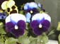 picture of flower