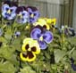 picture of flower