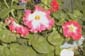 picture of flower