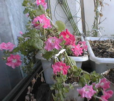 picture of flower