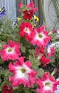 picture of flower