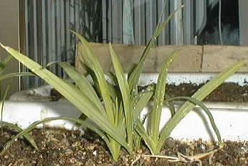 pic of shirobana-himehiougi