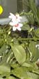 picture of flower