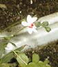 picture of flower