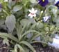 picture of flower