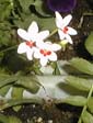 picture of flower
