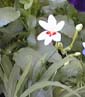 picture of flower