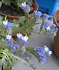 picture of flower