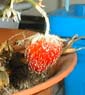 picture of flower