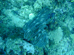 seaanemone