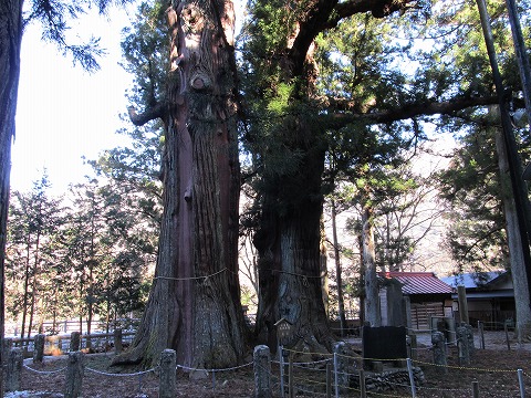 八幡神社の逆杉
