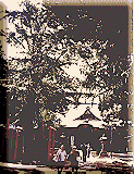 鬼子母神