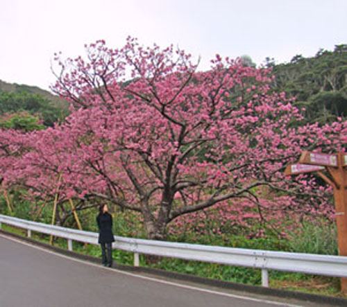 okiflowers01