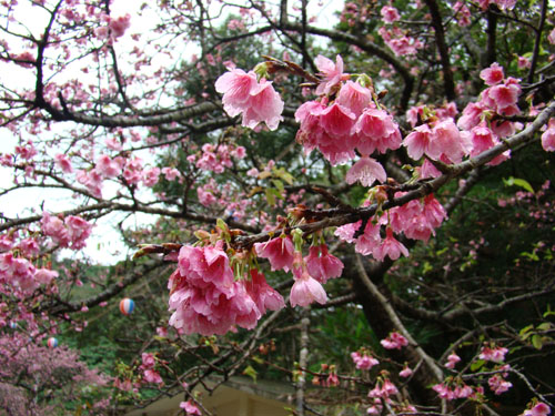okiflowers02