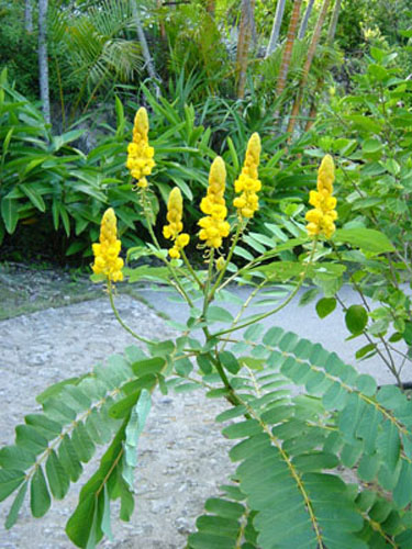 okiflowers11