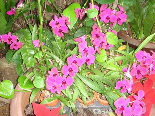 okiflowers13