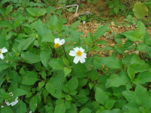 okiflowers31