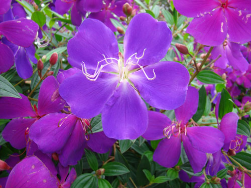 okiflowers32