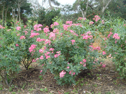 okiflowers33