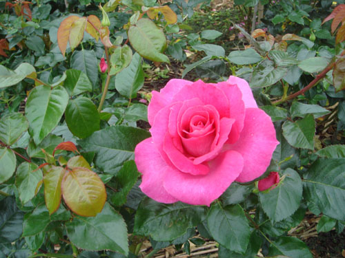 okiflowers35