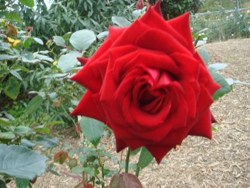 okiflowers36
