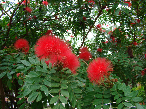 okiflowers39