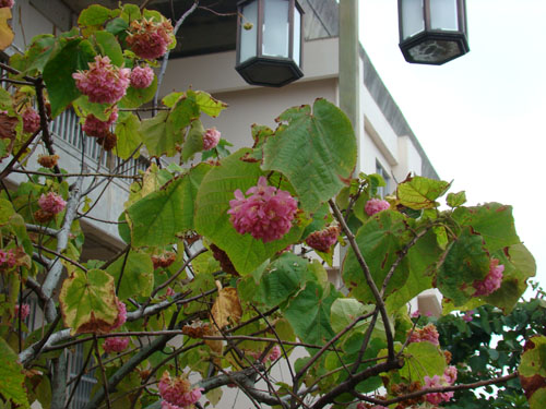 okiflowers40