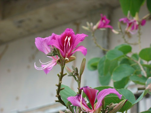 okiflowers42