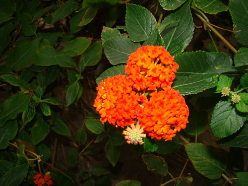 okiflowers45