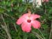 okiflowers16