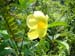 okiflowers20