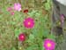 okiflowers28