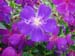okiflowers32