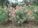 okiflowers33