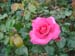okiflowers35