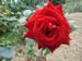 okiflowers36