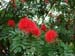 okiflowers39