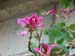 okiflowers42