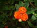okiflowers45